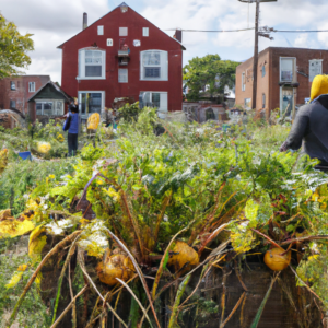 Growing Community: How a Detroit Neighborhood Was Revitalized by the Michigan Urban Farming Initiative