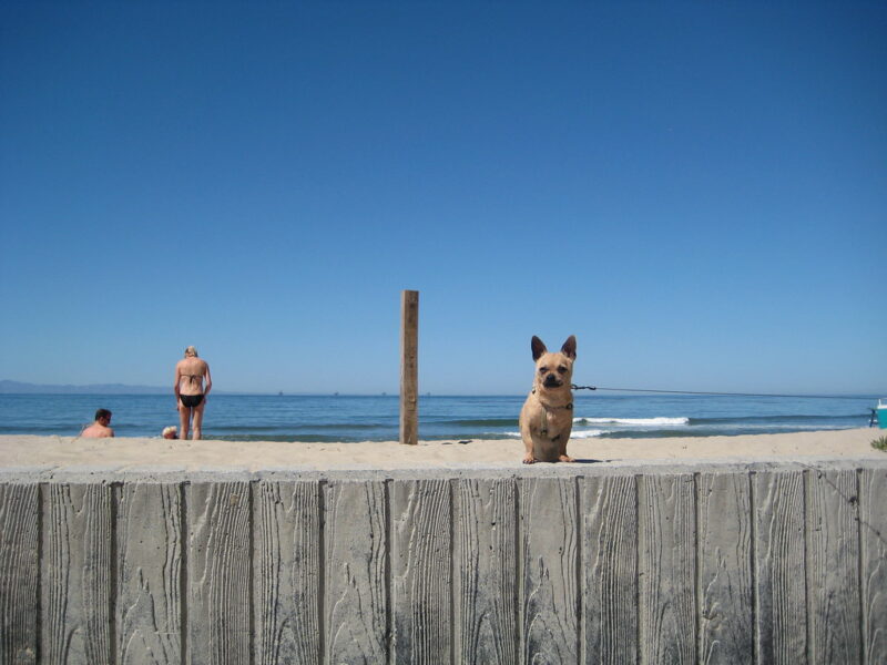Neron at Carpinteria State Beach