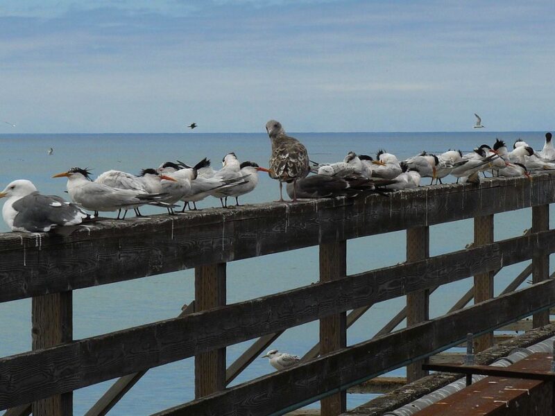 Cayucos Pier