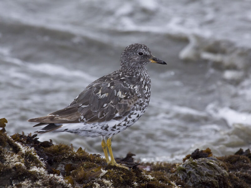 Cayucos Bird