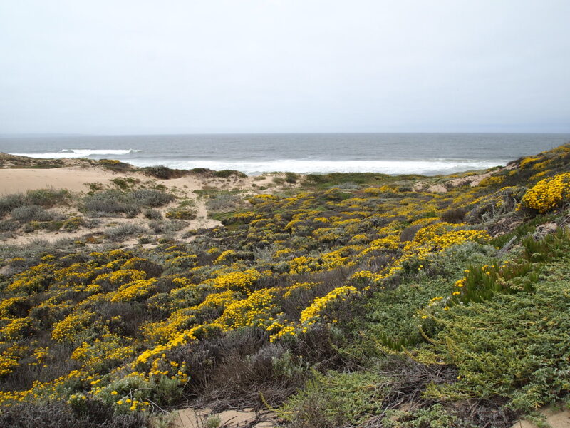 Salinas River State Beach