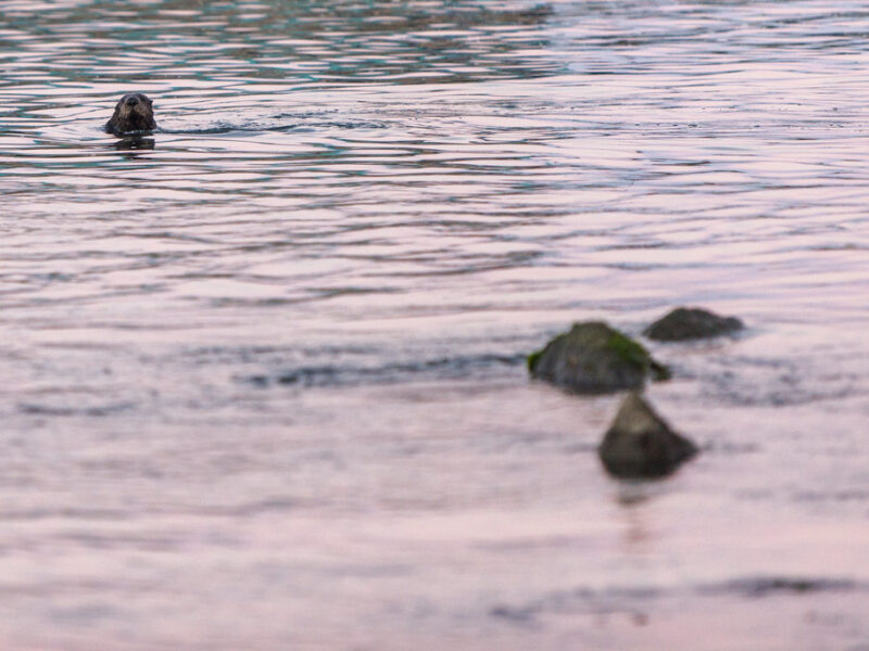Moss Landing State Beach 2