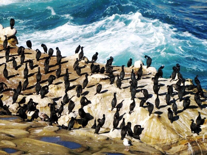 Black Bird City , La Jolla Cove