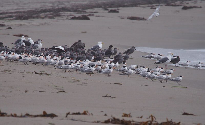 Moss Landing State Beach, CA