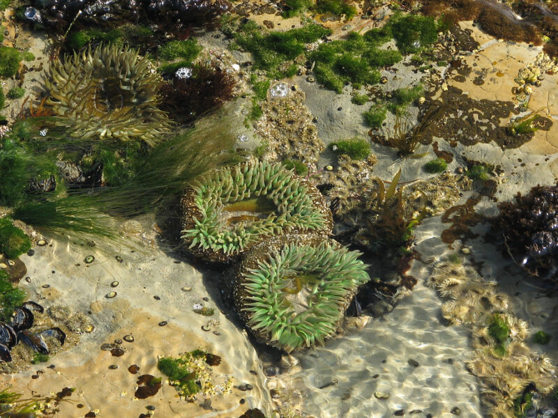 Tide Pool at Natural Bridges State Beach 7