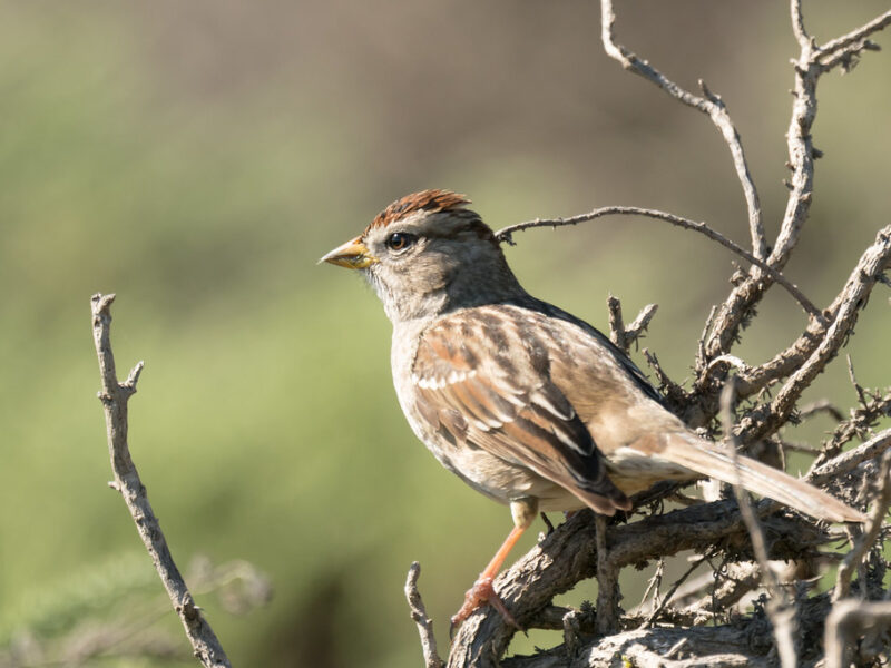 White-crowned Sparrow, Salinas River State Beach
