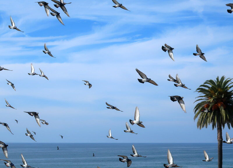 Moonlight State Beach, pigeons, Phoenix canariensis Canary Islands Date Palm