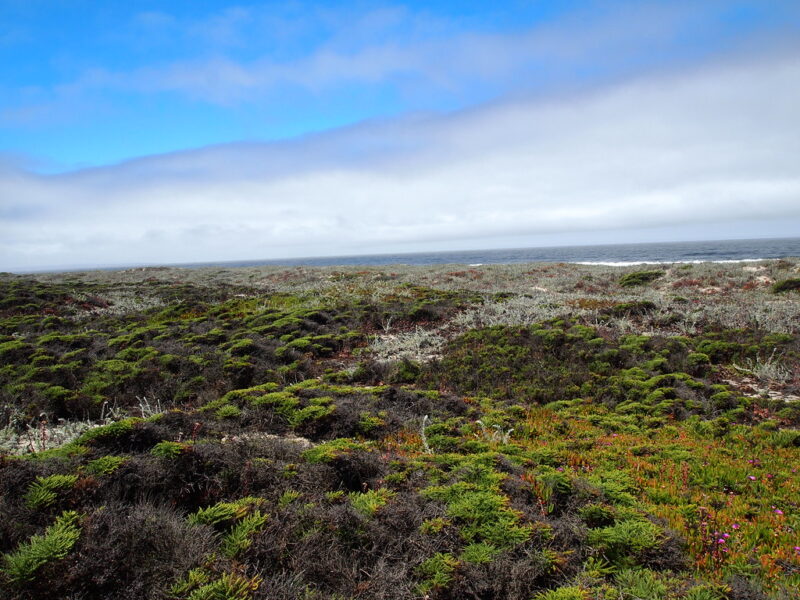 Salinas River State Beach 2