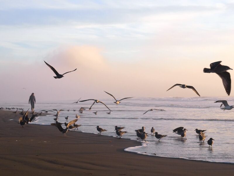 Entering the Flock - Morro Strand