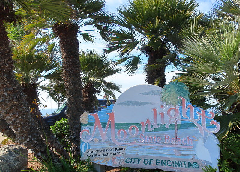 Moonlight State Beach, parking lot, sign, Chamaerops humilis European Fan Palm