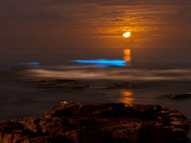 Red tide at night, red tide at night. Wo oh, wo oh oh oh oh oh oh oh. Bioluminescent tide at La Jolla Cove under a crescent moon.