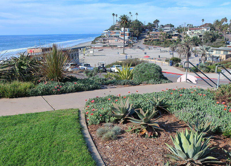 Moonlight State Beach Park, view from the overlook, Arctotis 'Pink Sugar', Aloe saponaria x striata hybrid, Furcraea foetida 'Mediopicta'