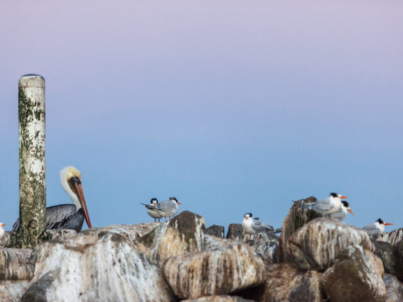 Moss Landing State Beach 3