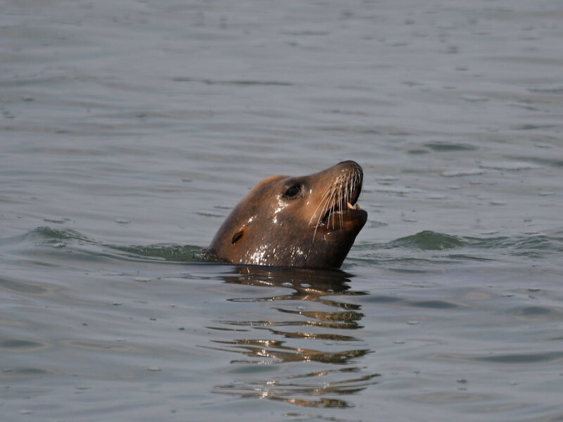 California Sea Lion (Salinas River SB)
