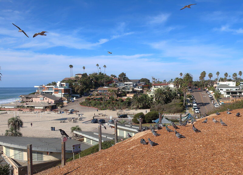 Moonlight State Beach, concessions, rentals, restrooms in the foreground with pigeons and seagulls