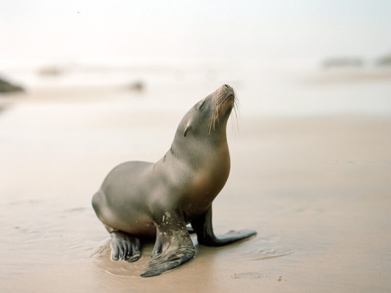 Baby Sea Lion, Torrey Pines State Beach